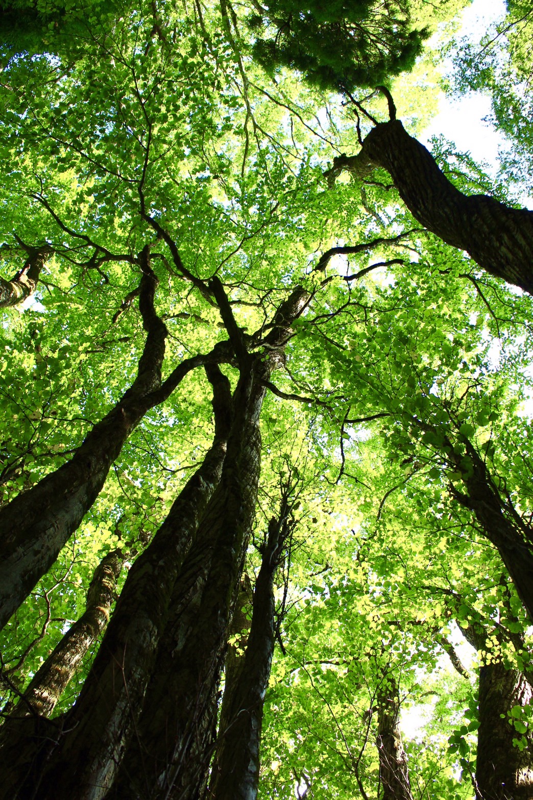 自然の恵ごはん【かさねて】｜安心安全のオーガニック食材を使った自然食