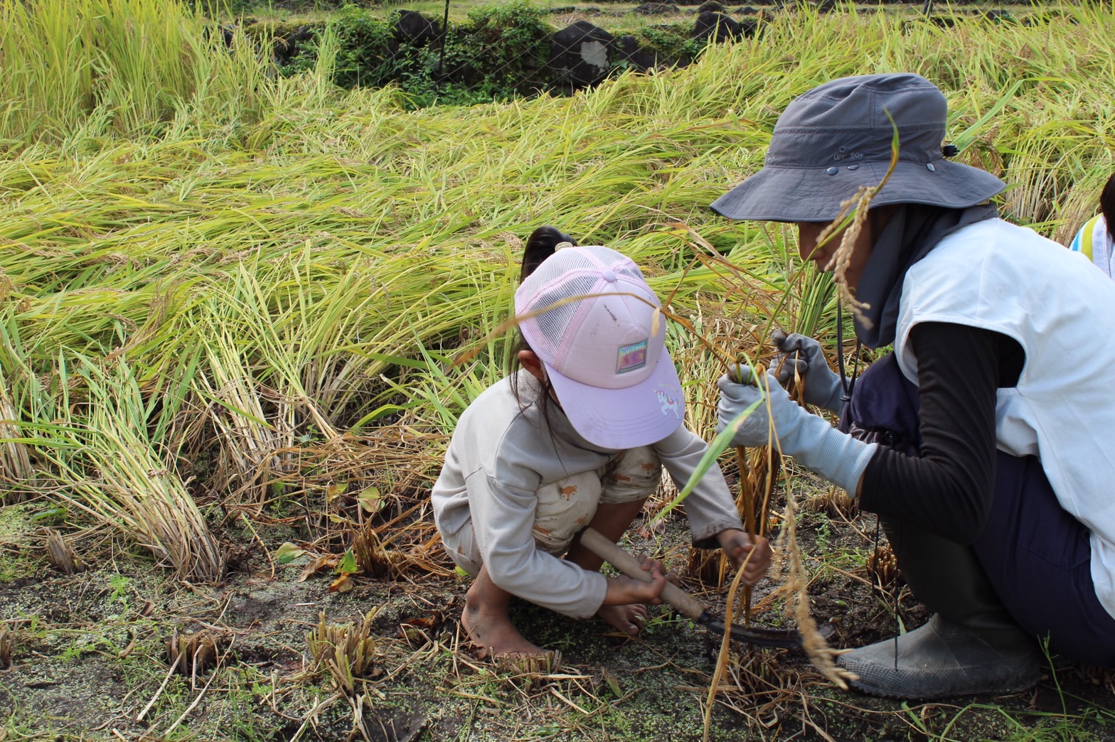 自然の恵ごはん【かさねて】|安心安全のオーガニック食材を使った自然食