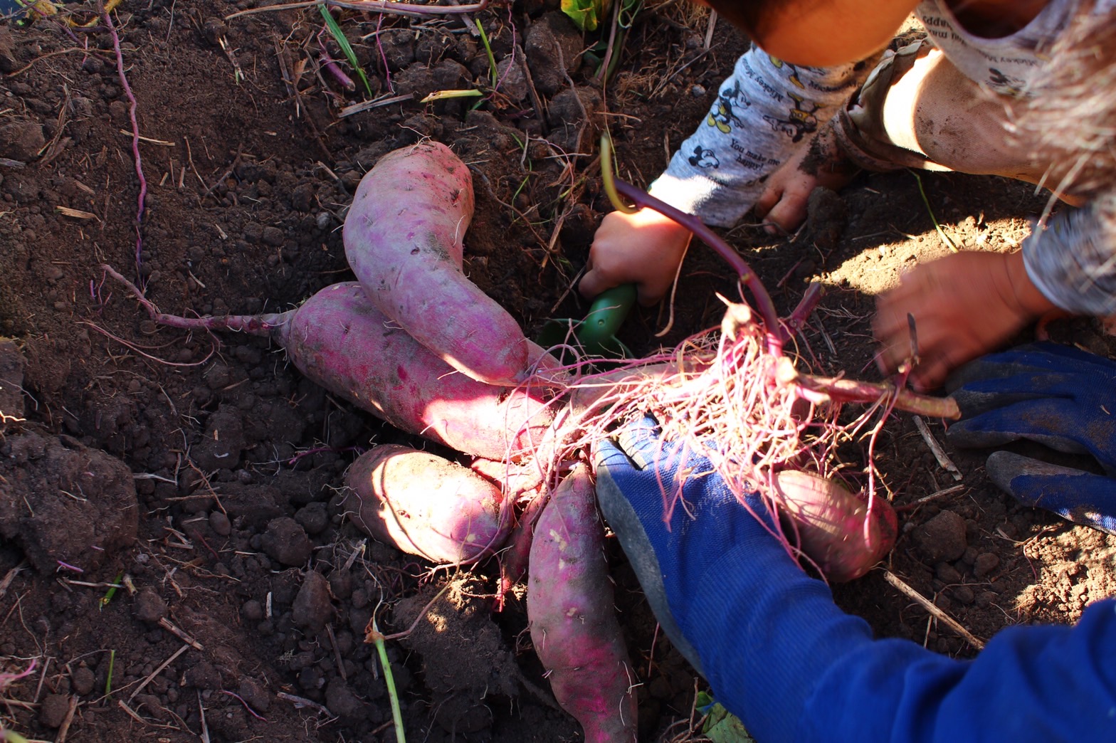 自然の恵ごはん【かさねて】|安心安全のオーガニック食材を使った自然食