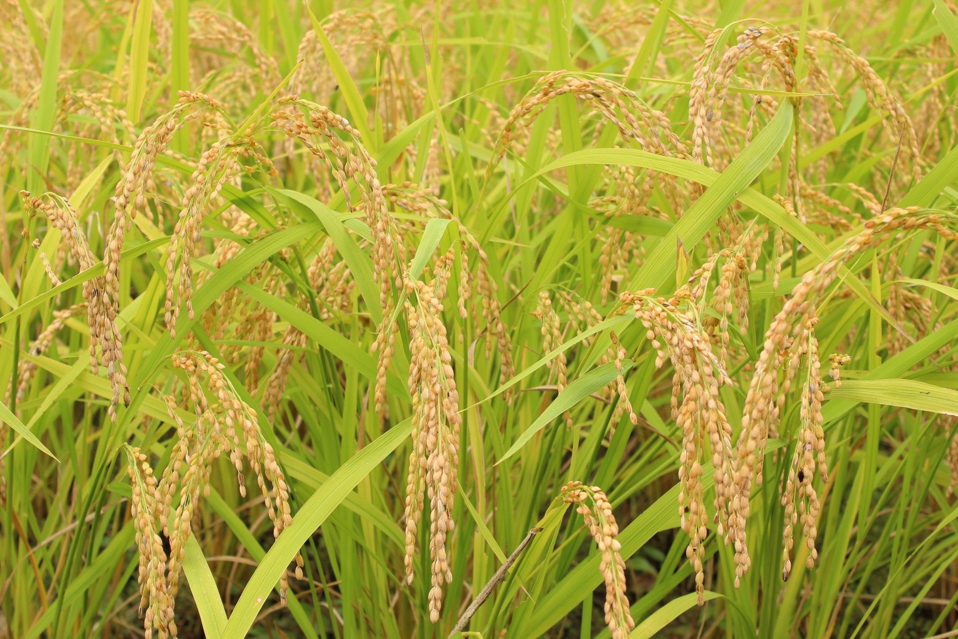 自然の恵ごはん【かさねて】|安心安全のオーガニック食材を使った自然食